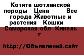 Котята шотланской породы › Цена ­ 40 - Все города Животные и растения » Кошки   . Самарская обл.,Кинель г.